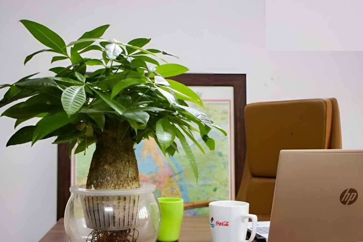 Gợi ý vị trí đặt cây trên bàn làm việc sinh năm 1997 hợp phong thủy