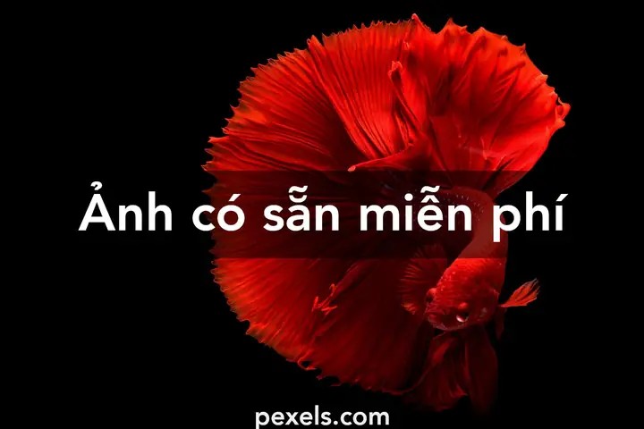 400.000+ Ảnh Đẹp Nhất Về Cá Betta · Tải Xuống Miễn Phí 100 …