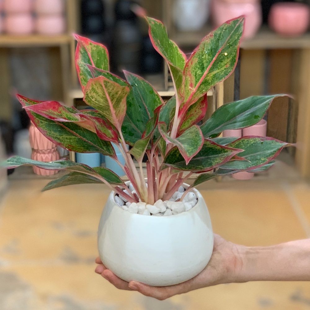 Cây Phú Quý nên đặt tại phòng khách để hút tài lộc tốt nhất