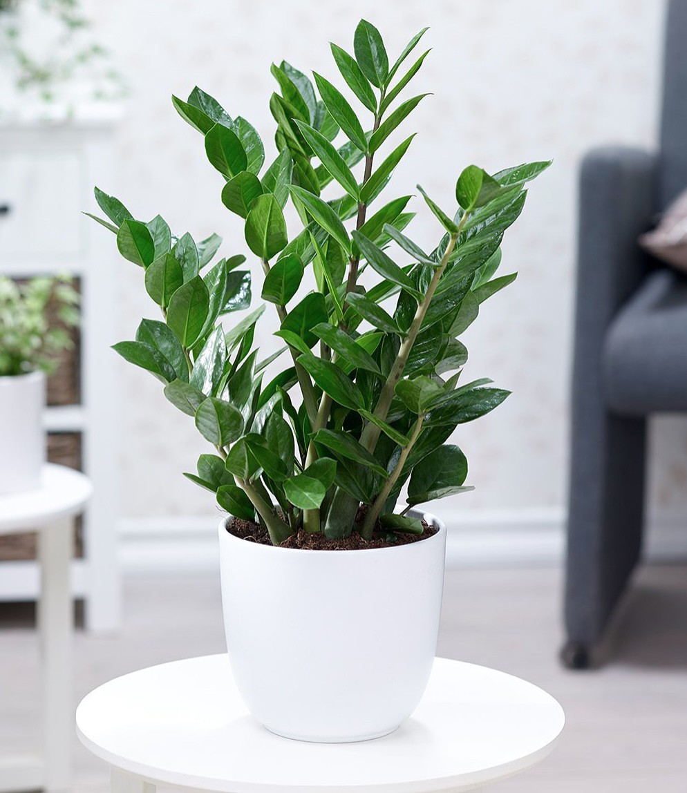 Cây Kim Tiền hay còn được biết đến là Cây Phát Tài, mang đến may mắn và thịnh vượng