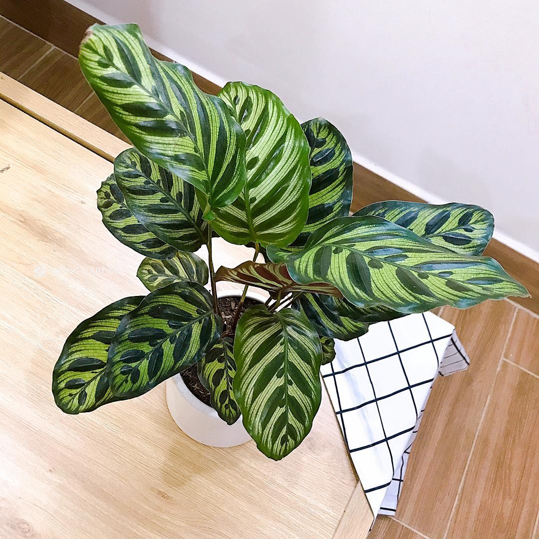 Cây Đuôi Công biểu trưng cho phúc lộc, tiền tài