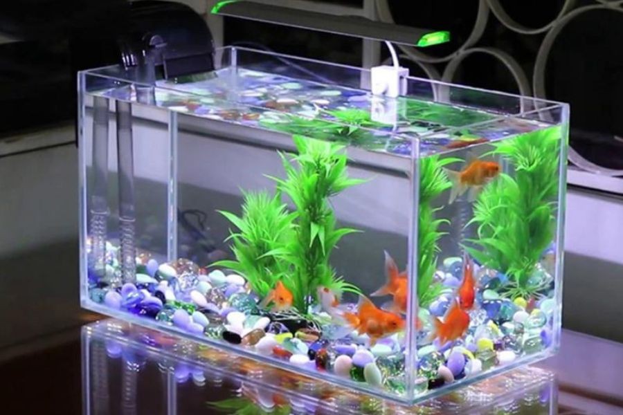 Hồ cá thủy sinh mini