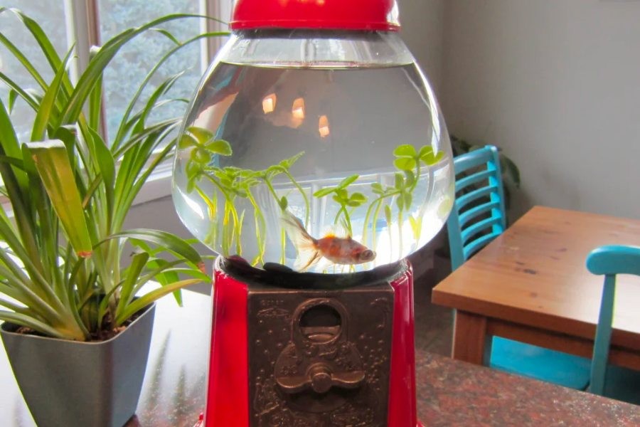 Hồ cá mini tự chế từ các đồ dùng cũ