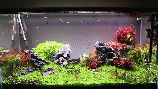 Hồ cá thủy sinh 1m2 đẹp lung linh