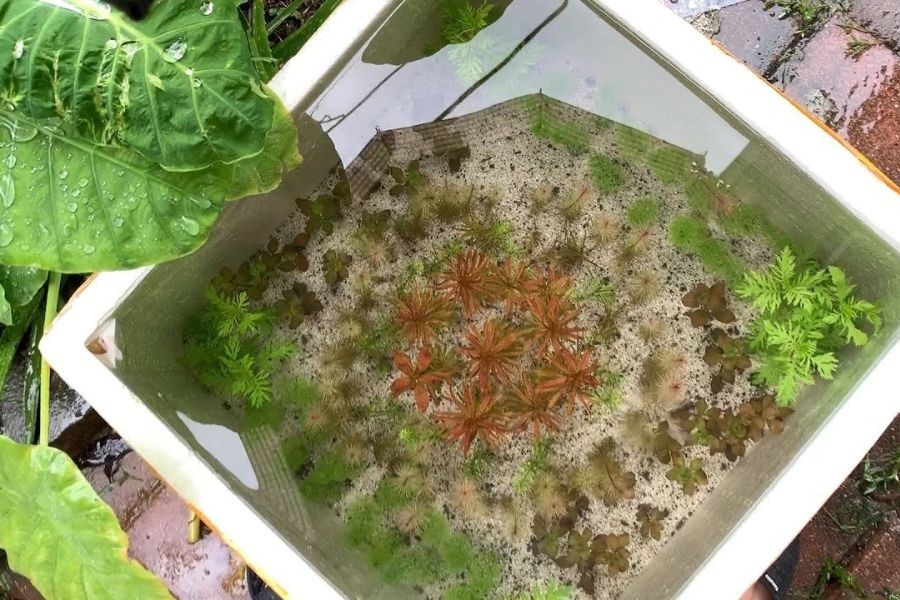 Cách làm hồ cá thủy sinh bằng thùng xốp tiết kiệm chi phí