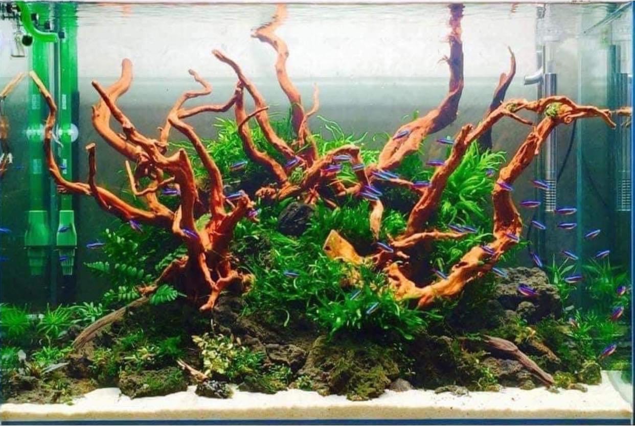 Mẫu hồ Natural ấn tượng với vật liệu lũa