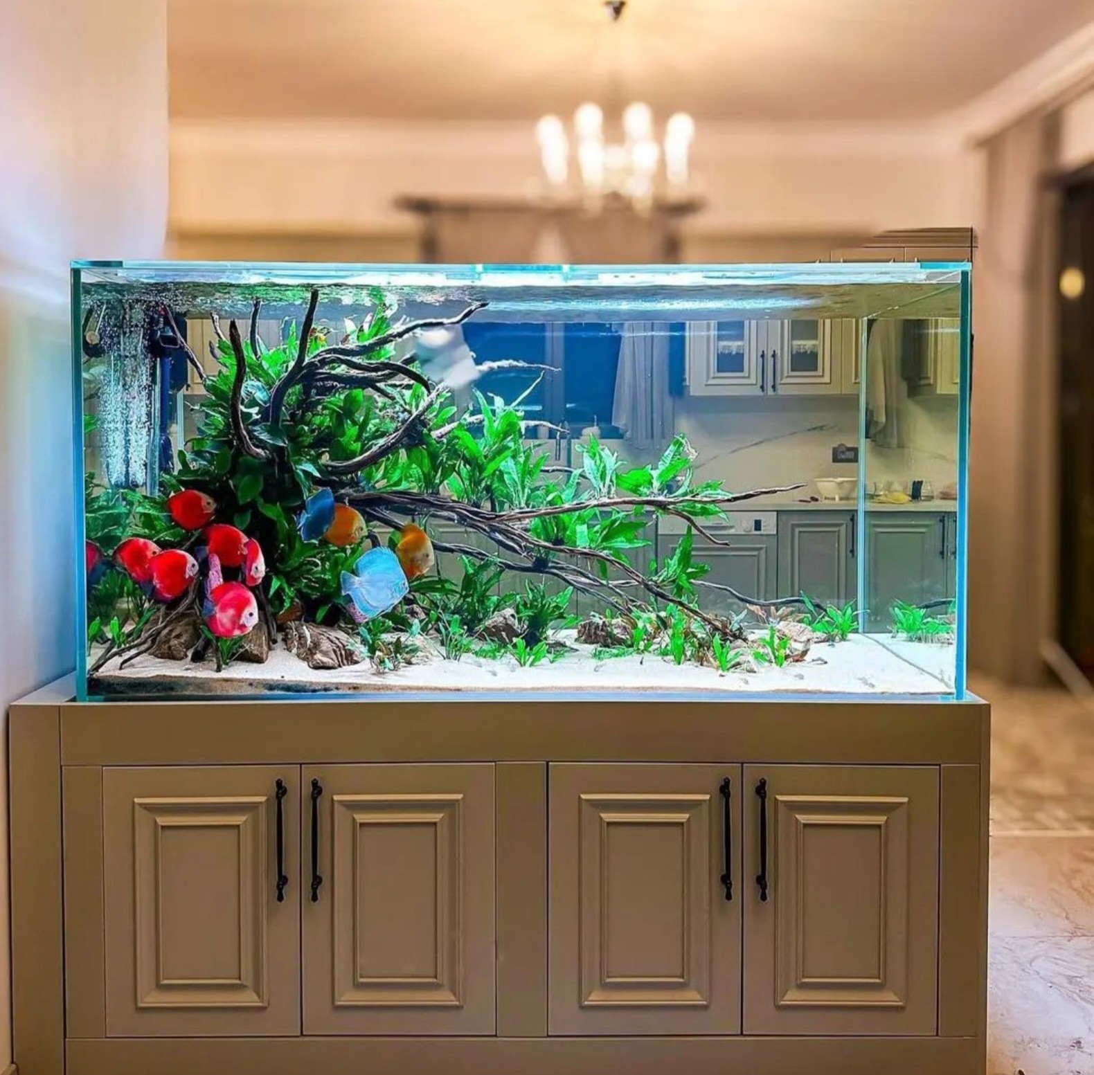 Vẻ đẹp hài hòa của hồ thủy sinh Natural