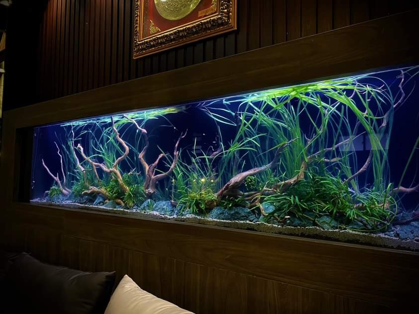 Hồ thủy sinh Natural - mang lại cảm giác bình yên