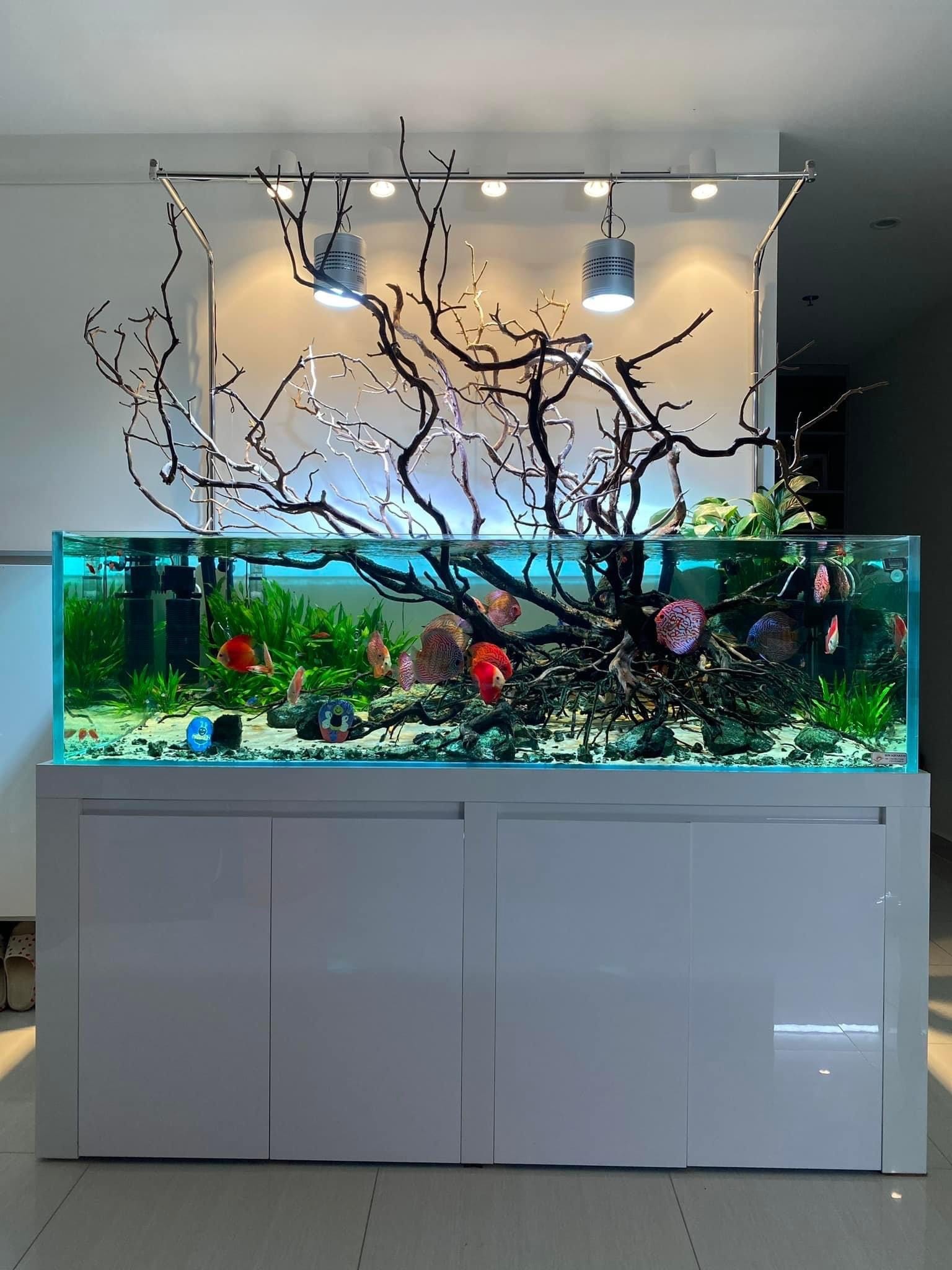 Thiết kế hồ Natural độc đáo và ấn tượng