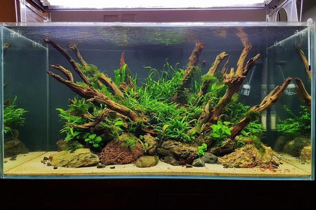 Bố cục lũa tự nhiên tạo điểm nhấn cho hồ thủy sinh