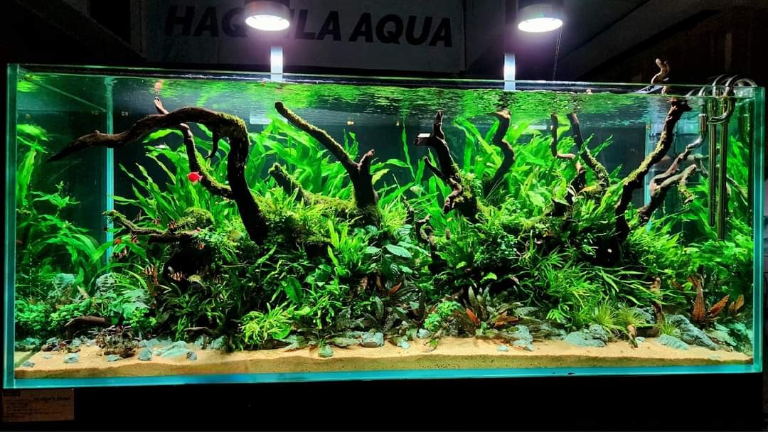 Chi tiết bố cục lũa trong hồ Natural