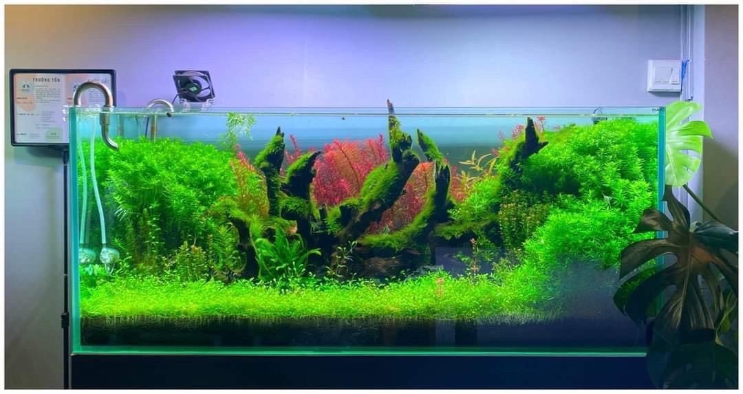 Hồ thủy sinh Natural - một thế giới thu nhỏ
