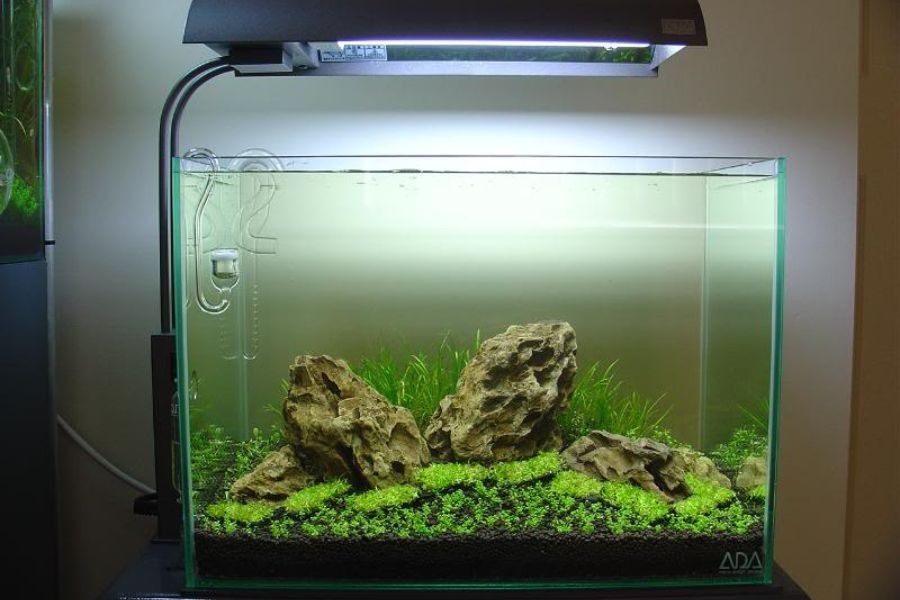 ho thuy sinh de ban 1