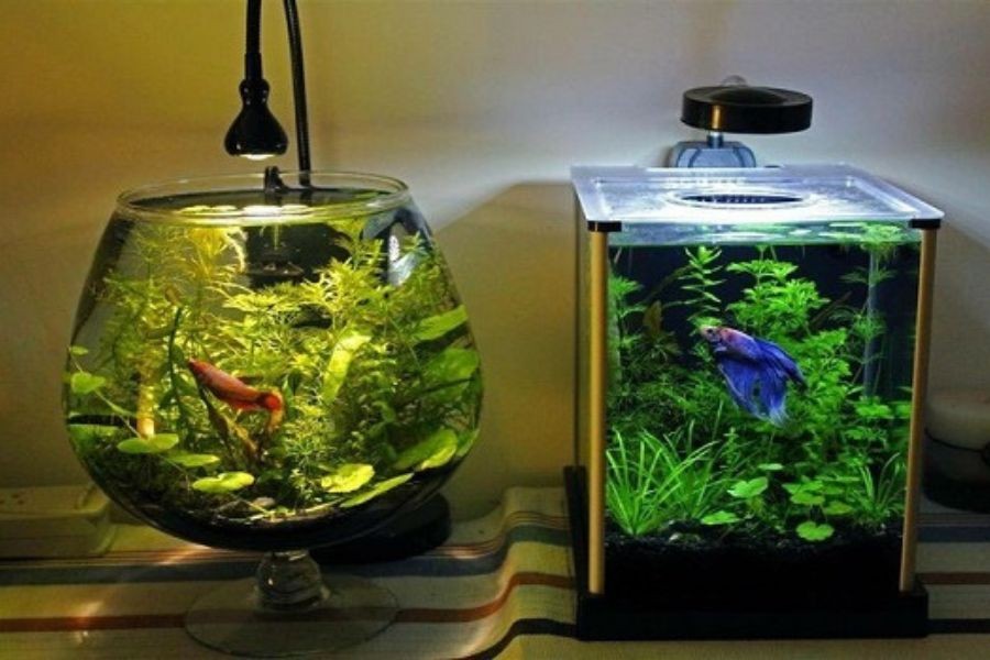 Chọn phong cách hồ thủy sinh mini mà bạn thích