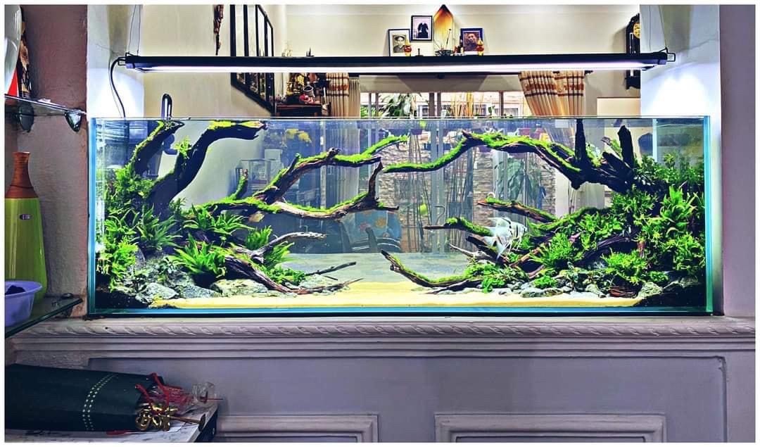 Hồ thủy sinh Natural - Nét đẹp tinh tế và sang trọng