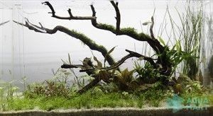 Quá trình setup bể thủy sinh ngày đầu tiên