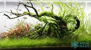 Tình trạng bể thủy sinh sau 3 tuần, cây phát triển nhưng môi trường nước chưa ổn định