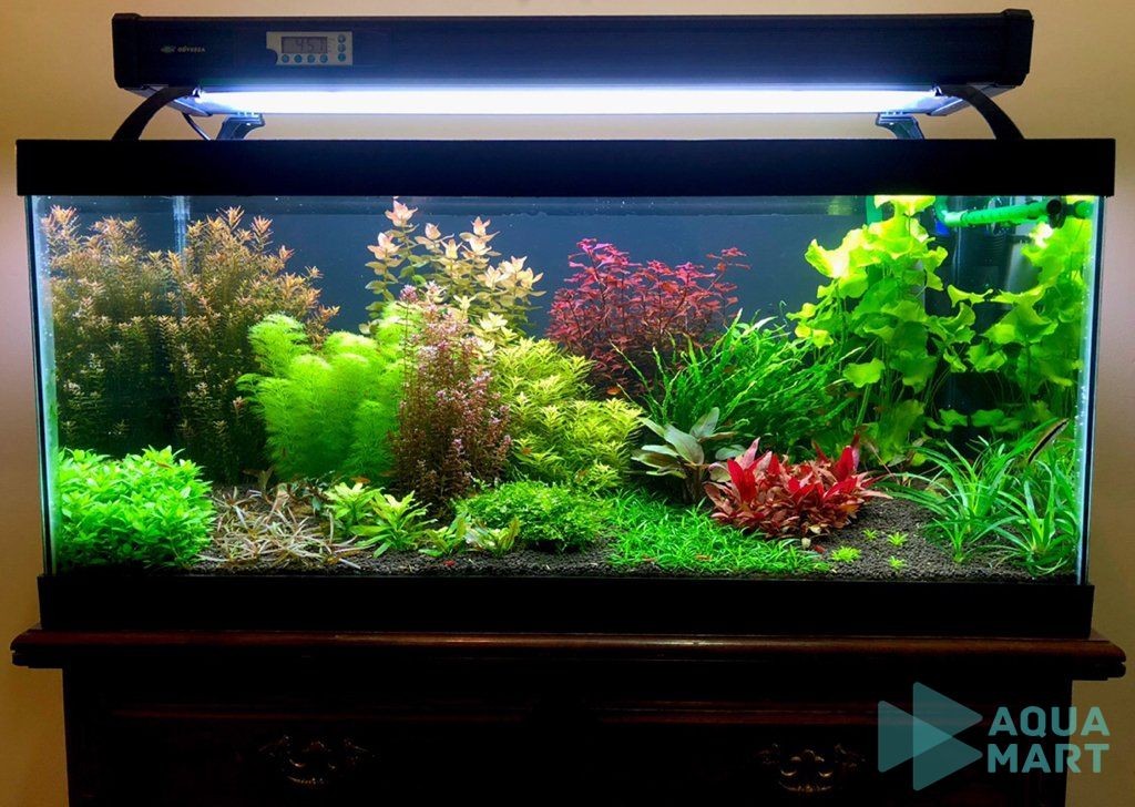 Thời gian bật đèn hợp lý giúp kiểm soát rêu hại trong bể thủy sinh mới setup