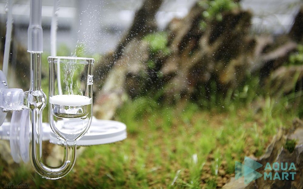 Cung cấp CO2 đầy đủ là yếu tố quan trọng cho sự phát triển của cây thủy sinh