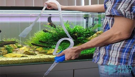 Thay nước định kỳ giúp duy trì sự ổn định của môi trường nước trong bể thủy sinh mới