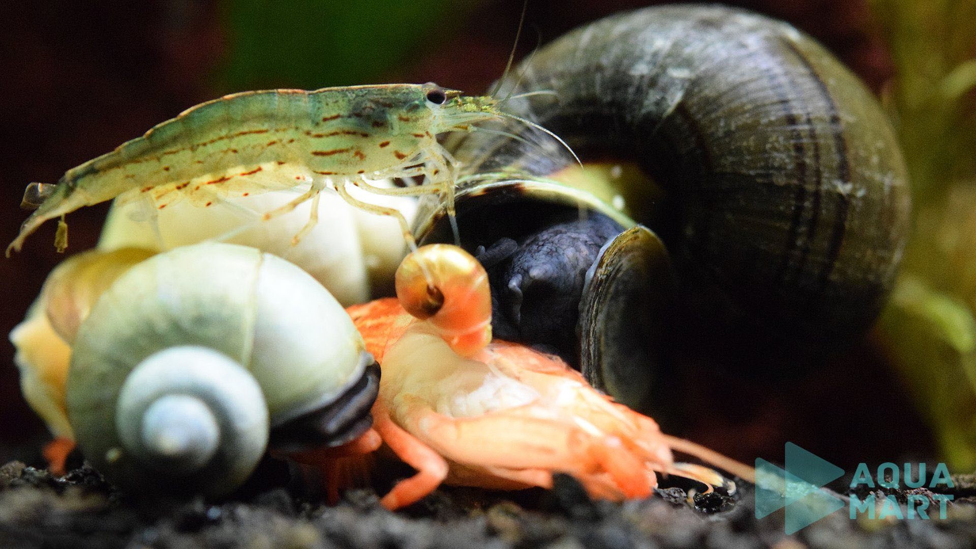 Thả ốc và tép giúp kiểm soát tảo và rêu hại hiệu quả
