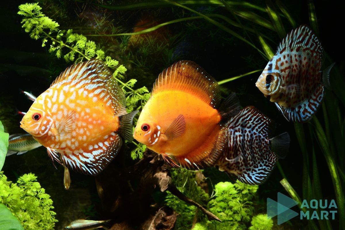 Kiên nhẫn chờ đợi cho đến khi cây thủy sinh ổn định trước khi thả cá