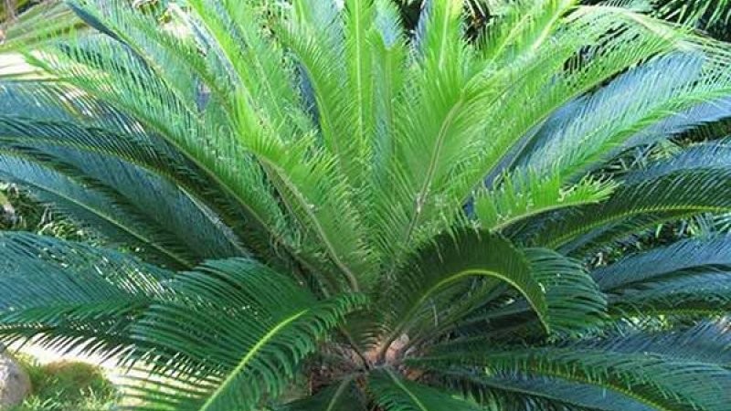 Cây vạn tuế có lá dài xanh quanh năm và mọc thành vòng, cuống lá có gai nhọn.