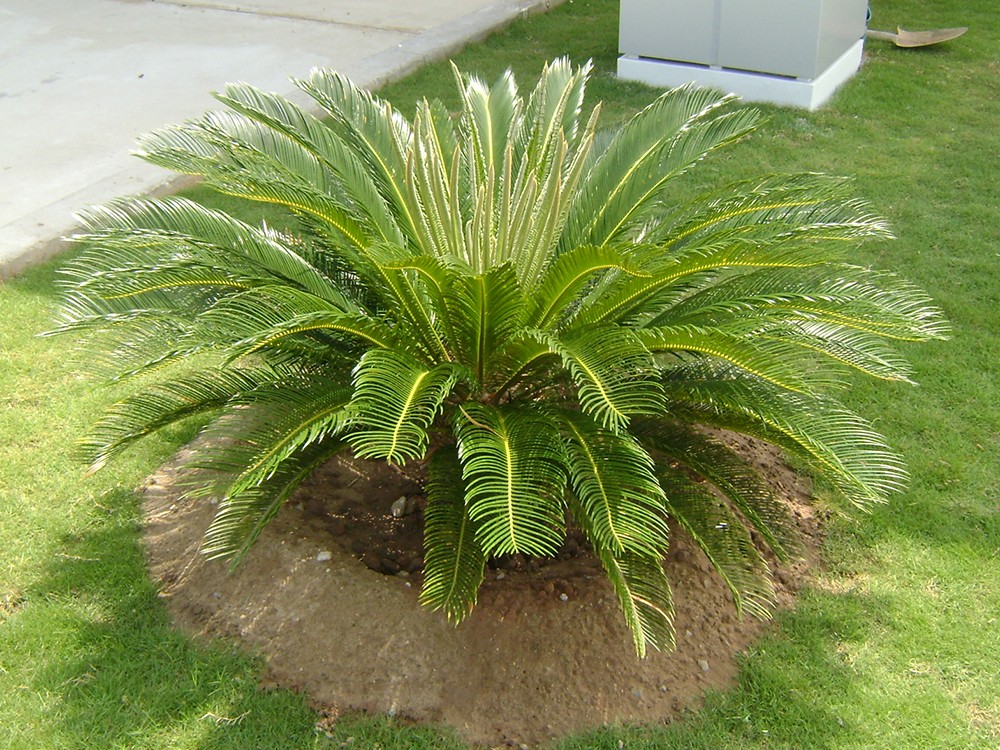 Ý nghĩa phong thủy cây vạn tuế