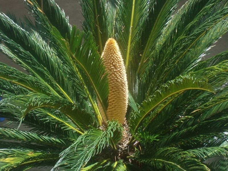 Cây vạn tuế hợp mệnh gì?