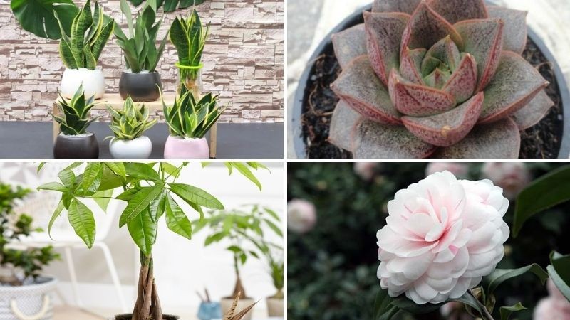 Cây lưỡi hổ viền vàng - phù hợp với người mệnh Thổ