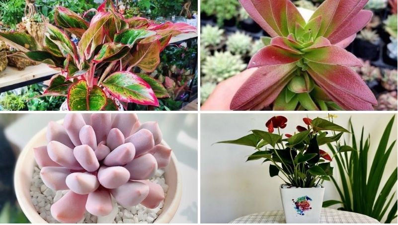 Cây Hồng Môn với sắc đỏ rực rỡ