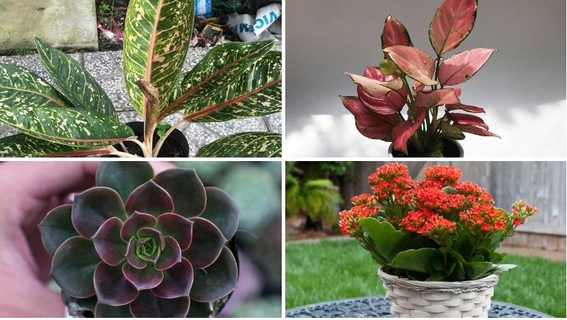 Cây Vạn Lộc với sắc đỏ ấn tượng