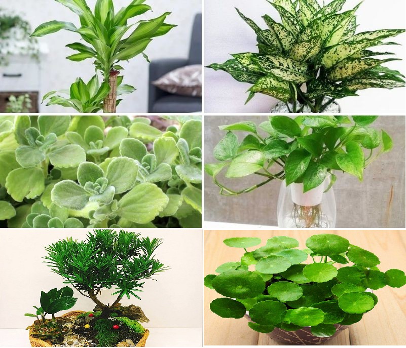 Cây Kim Ngân mang lại may mắn và tài lộc