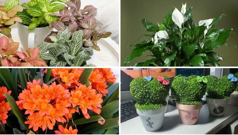 Cây Lan Ý mang lại sự tinh tế và may mắn