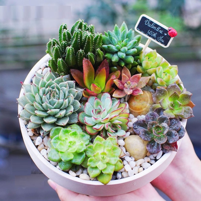 Người tuổi Dậu với tính cách tự lập và chăm chỉ.