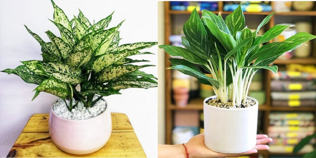 Cây phong thủy hợp với người tuổi Quý Dậu mệnh Kim.