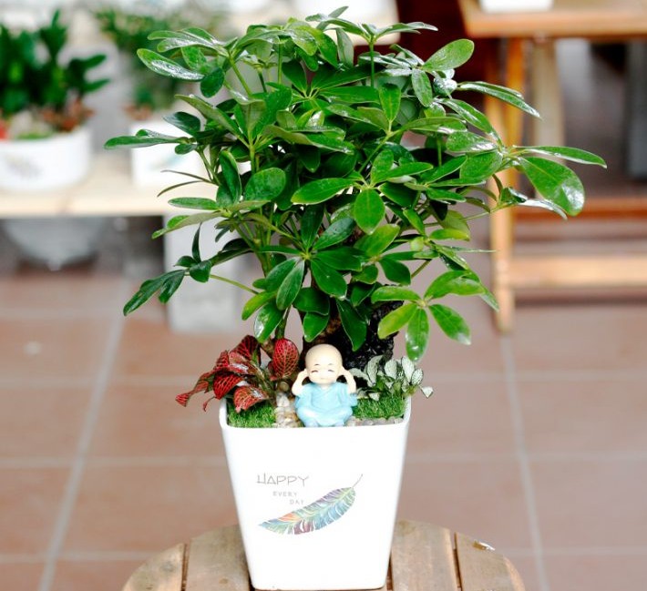 Cây phong thủy mang lại tài lộc cho người tuổi Tân Dậu mệnh Mộc.