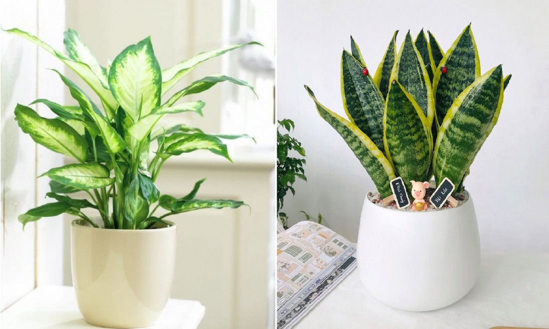 Cây phong thủy tương sinh với người tuổi Kỷ Dậu mệnh Thổ.