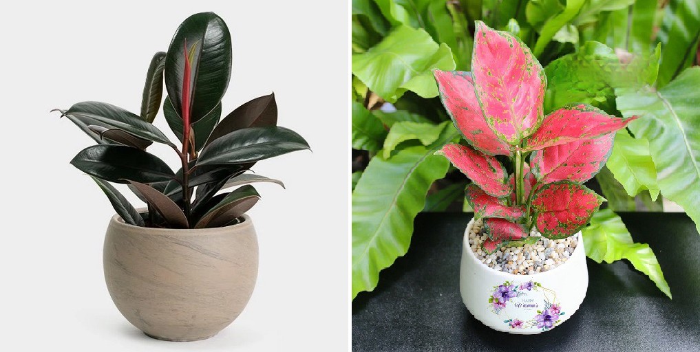 Cây phong thủy mang lại may mắn cho người tuổi Đinh Dậu mệnh Hỏa.