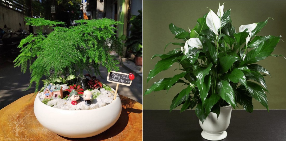 Cây phong thủy tốt cho người tuổi Ất Dậu mệnh Thủy.