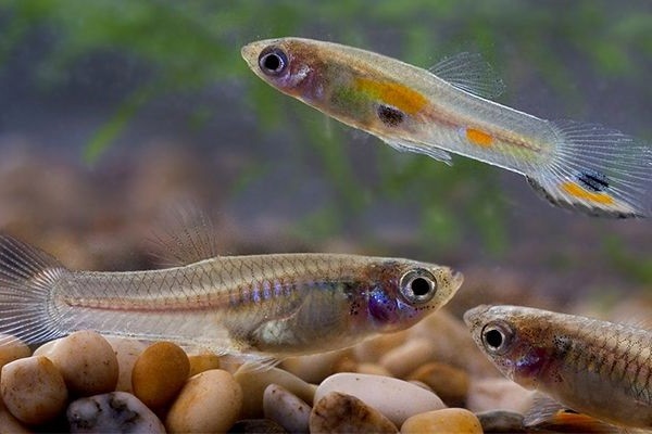Cá bảy màu là loài cá cảnh có kích thước nhỏ nhắn