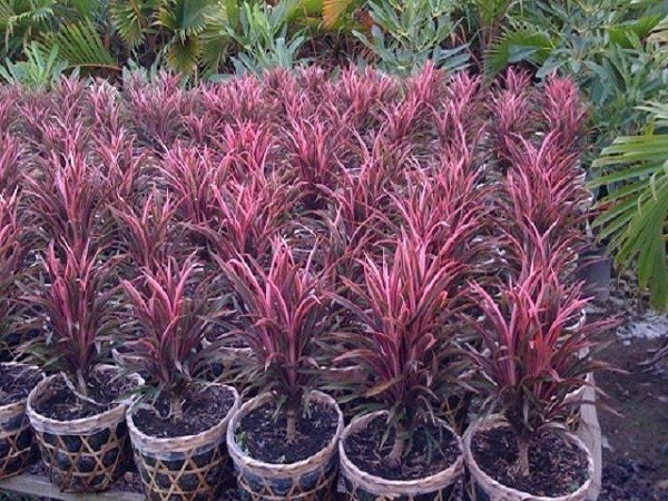 Cây phát tài đỏ với sắc lá tía rực rỡ