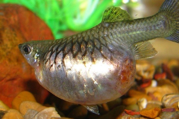 Cá bảy màu có khả năng sinh sản rất nhiều con trong một lứa