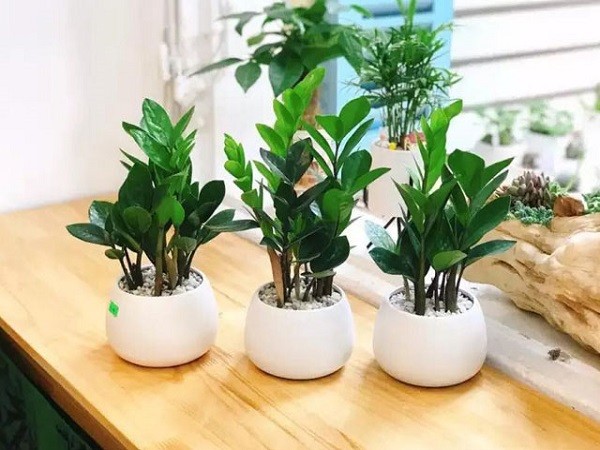 Cây kim tiền với lá xanh mướt và dáng cây tràn đầy sức sống