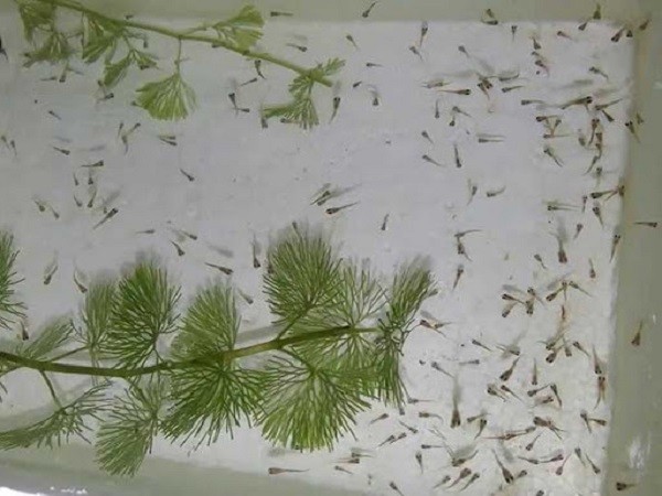 Cá bảy màu cái sinh sản trung bình từ 20 đến 60 con mỗi lứa
