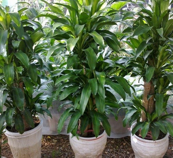 Cây thiết mộc lan với tán lá rậm rạp và gân lá vàng nổi bật