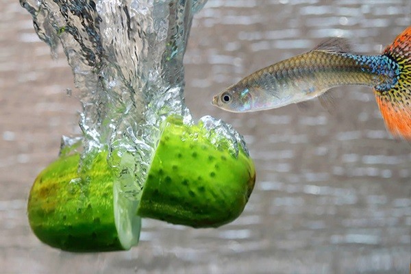 image7 1603360651 217 width600height400 1