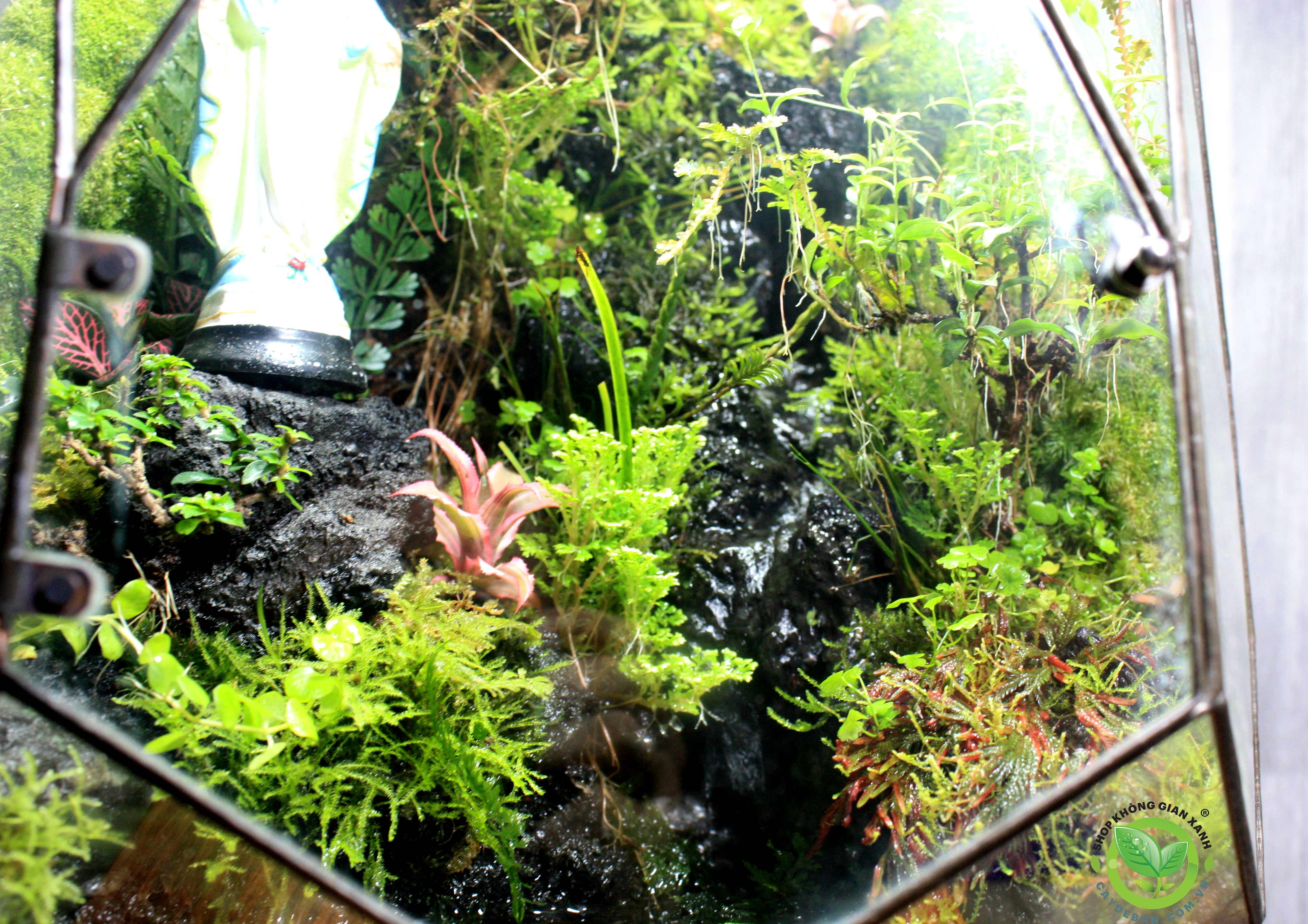 Paludarium PHOENIC EGG/Trứng Phụng Hoàng 6