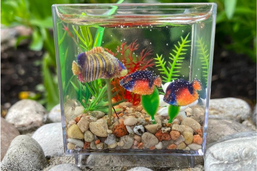 Làm bể cá với kích thước siêu nhỏ