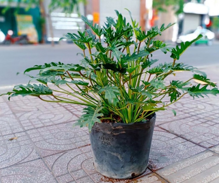 la cua cay trau ba chan vit cung rat dac trung anh minh hoa 1142428241b34b208f89d5aad4e16882